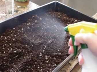 Как правильно сажать пеларгонию семенами