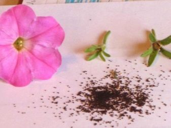 Петуния: выращивание из семян, посадка в открытый грунт и уход