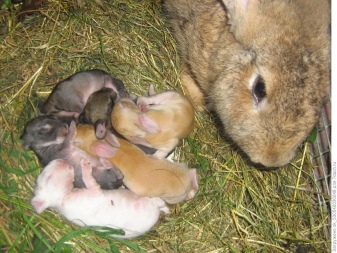 Как происходят роды у крольчихи