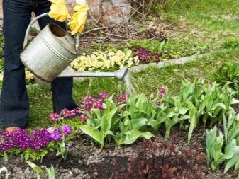 Как вырастить тюльпаны из букета