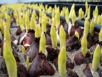 Тюльпаны размножение семенами горох прорастание семян