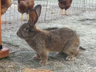 Кролики фландры (35 фото): описание породы бельгийский великан, разведение и содержание в домашних условиях