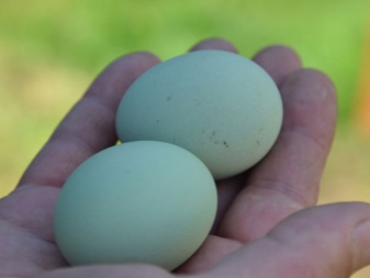 Куры несущие зеленые яйца чем они полезны