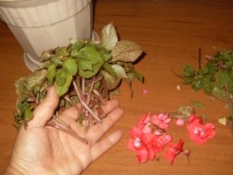 Как вылечить цветок бальзамин