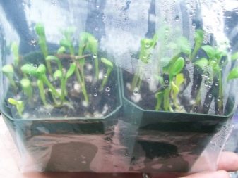 Как вырастить кактусовидные георгины