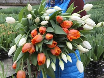 Как вырастить тюльпан в домашних условиях к 8 марта