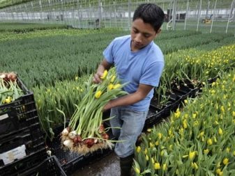 Как вырастить тюльпан в домашних условиях к 8 марта