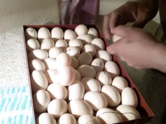 Инкубация утиных яиц в домашних условиях
