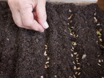 Как выращивать туи из семян в домашних условиях?