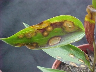 Лилии и их болезни и вредители