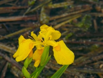 Ирис болотный желтый посадка и уход в открытом грунте