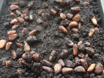 Как выращивать кедр из кедрового орешка посадка и уход?