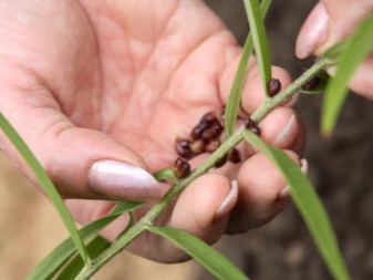 Выращивание лилий семенами семен альтов фотография