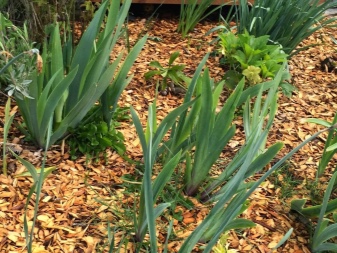 Луковичные ирисы посадка и уход в открытом грунте весной