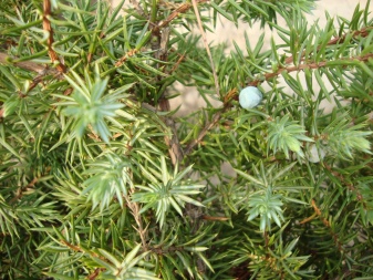 Можжевельник почвопокровный прибрежный Блу Пасифик цена, фото, можжевельник почвопокровник Блу Пасифик купить Киев, посадка газона из можжевельника, Juniperus conferta Blue Pacific описание.