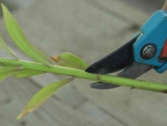 Как сажать черенки от лилии