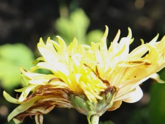 Комнатные хризантемы и их болезни фото