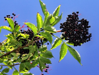 Бузина черная и красная фото описание выращивание