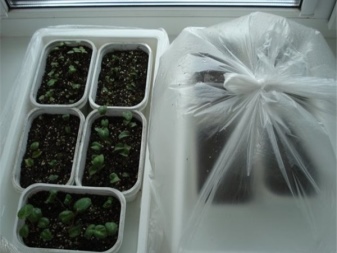 Как выращивать гребешки в домашних условиях?