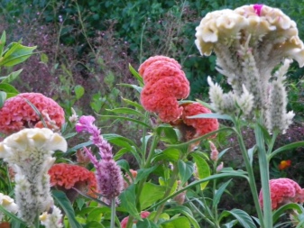 Цветы петушки фото посадка и уход