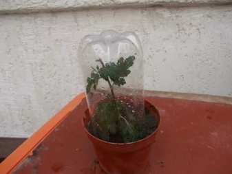 Как вырастить хризантему из стебля