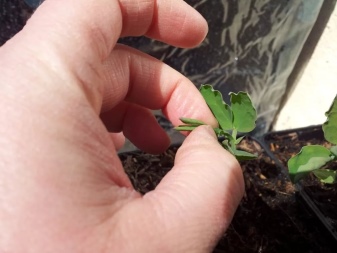 Как вырастить хризантему из стебля