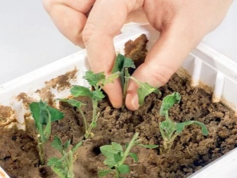 Как правильно выращивать кустовую хризантему для срезки?