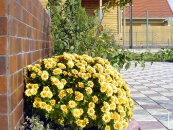 Хризантемы (60 фото)