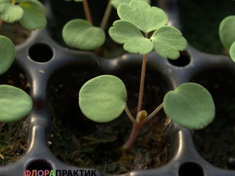 Можно ли аквилегию выращивать как комнатное растение?