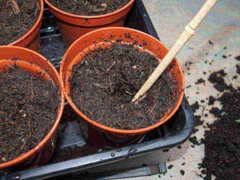 Можно ли аквилегию выращивать как комнатное растение?