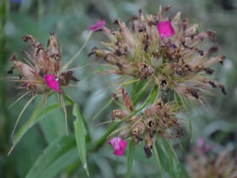 Турецкая гвоздика — выращивание из семян, сроки и правила посадки, уход за рассадой