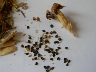 Турецкая гвоздика — выращивание из семян, сроки и правила посадки, уход за рассадой