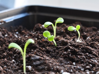 Как выращивать гацанию из семян в домашних условиях?