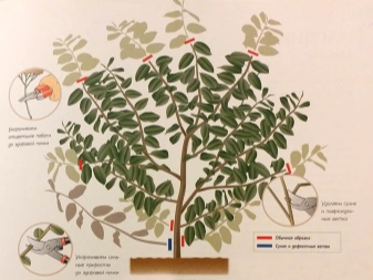 Калина Бульденеж: как выглядит растение, описание вида
