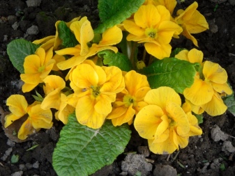 Желтый Цветок Многолетник Фото И Название