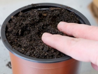 Как выращивать крокусы в домашних?
