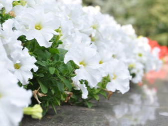 Фото Садовых Белых Цветов