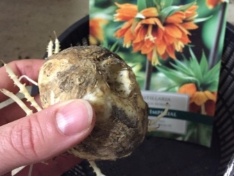 Посадка и уход за рябчиком (26 фото): как сажать цветок в открытый грунт осенью? В каком месяце правильно посадить луковицы? Как пересаживать фритиллярию?