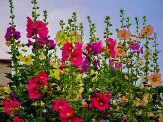 Высокие Цветы Для Сада Многолетние Фото
