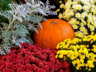 Виды Осенних Цветов Фото И Названия
