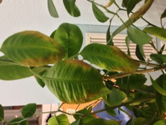 Белокрылка на комнатных растениях: как избавиться?