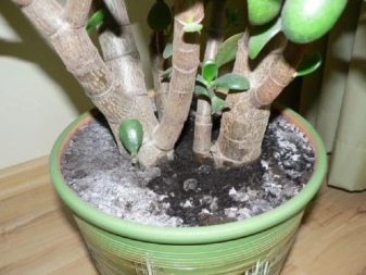 Болезни комнатных растений белый налет на стволах фото