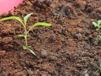 Как выращивать фуксию из семян в домашних условиях?