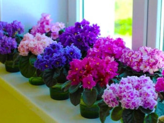Красивоцветущие Комнатные Растения Фото