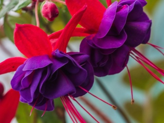Неприхотливые цветущие комнатные растения: виды и уход