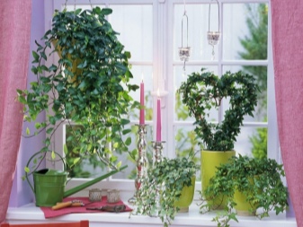Вьющиеся Комнатные Растения Фото