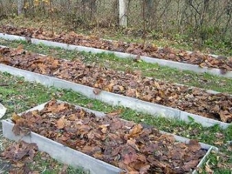 Листья ореха грецкого польза и вред на огороде