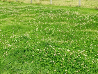 Белый клевер для газона, отзывы садоводов, фото, посев и выращивание