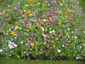 Цветы для газонов, цветущие все лето, виды и сорта, видео