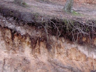 Реферат: Дерново-подзолистые почвы